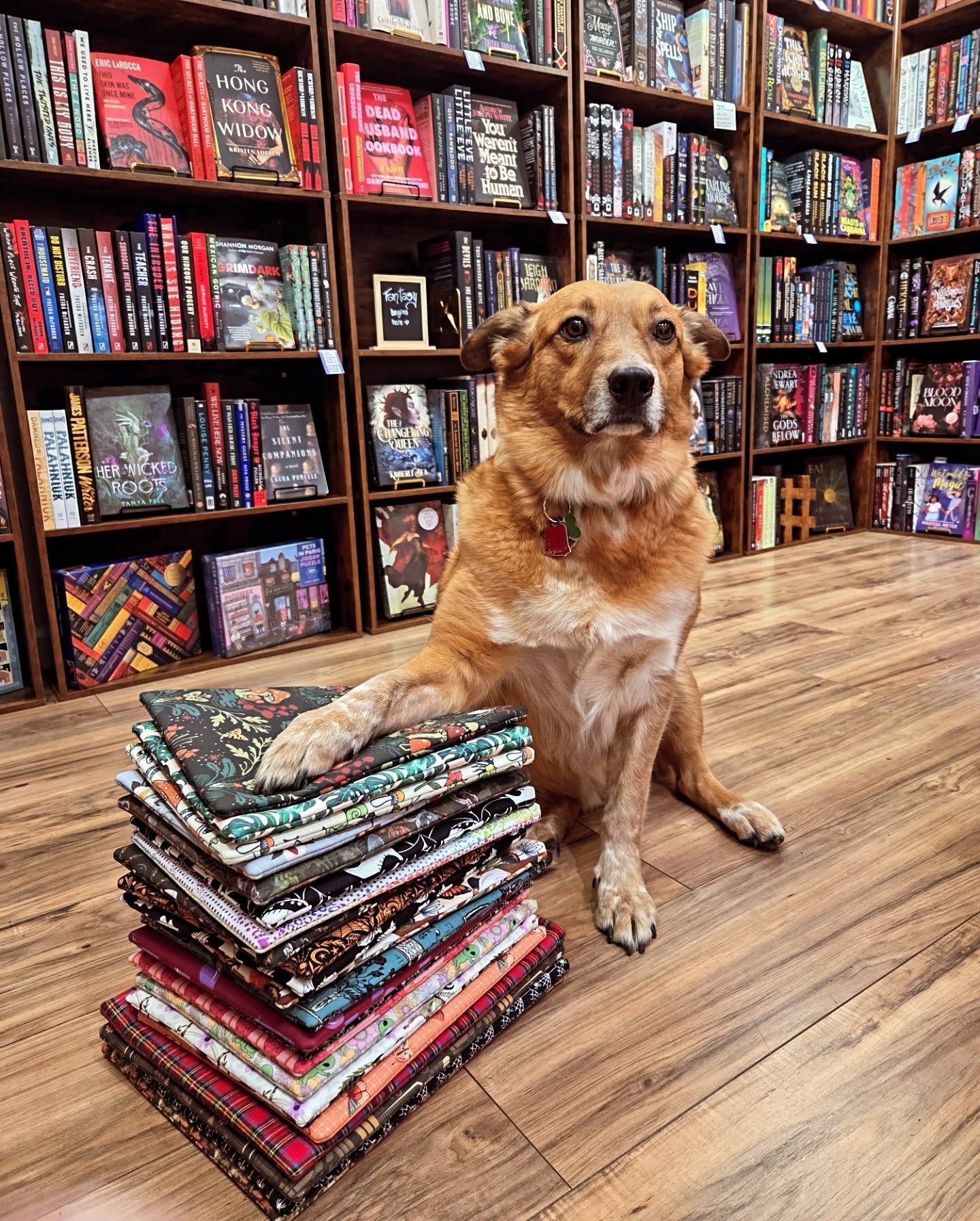 A dog sitting in front of bookshelves inside The Yakima Book Co